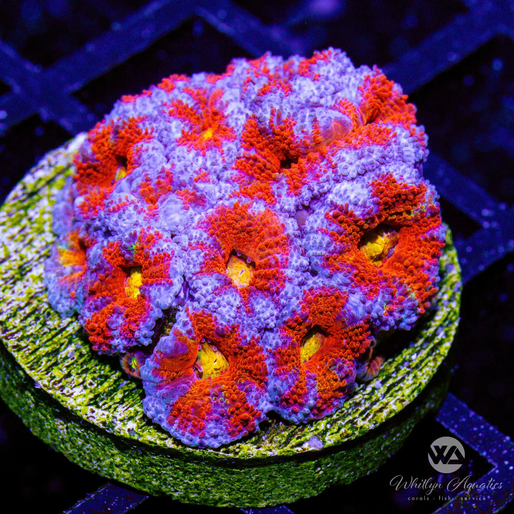 P4 WA Mixed Berries Acan Coral - Live WYSIWYG SPS Frag for Saltwater Aquariums | Perfect for Reef Tanks & Coral Displays