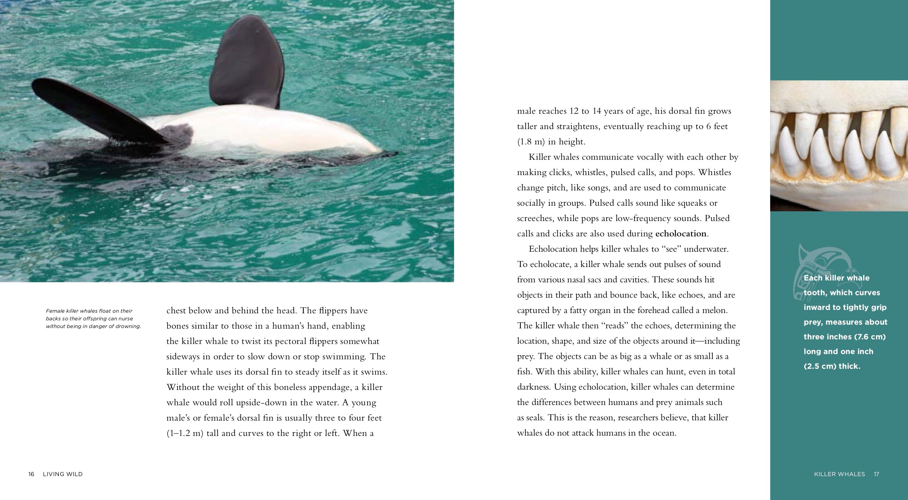 Killer Whales Book - ISBN 9781583419717 - Marine Biology & Wildlife Education for Kids & Adults - Perfect for School Projects & Nature Enthusiasts