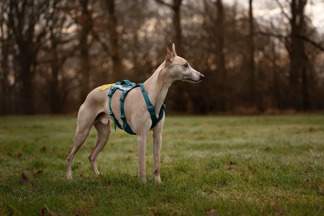 Non Stop Dog Wear Ramble Harness Long - Adjustable Reflective Dog Harness for Medium & Large Dogs - Perfect for Hiking, Running & Outdoor Adventures