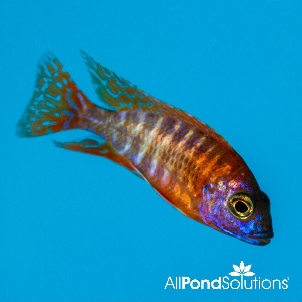 Red Peacock Cichlid (Aulonocara nyassae) - Vibrant Freshwater Aquarium Fish for African Cichlid Tanks & Home Aquascaping