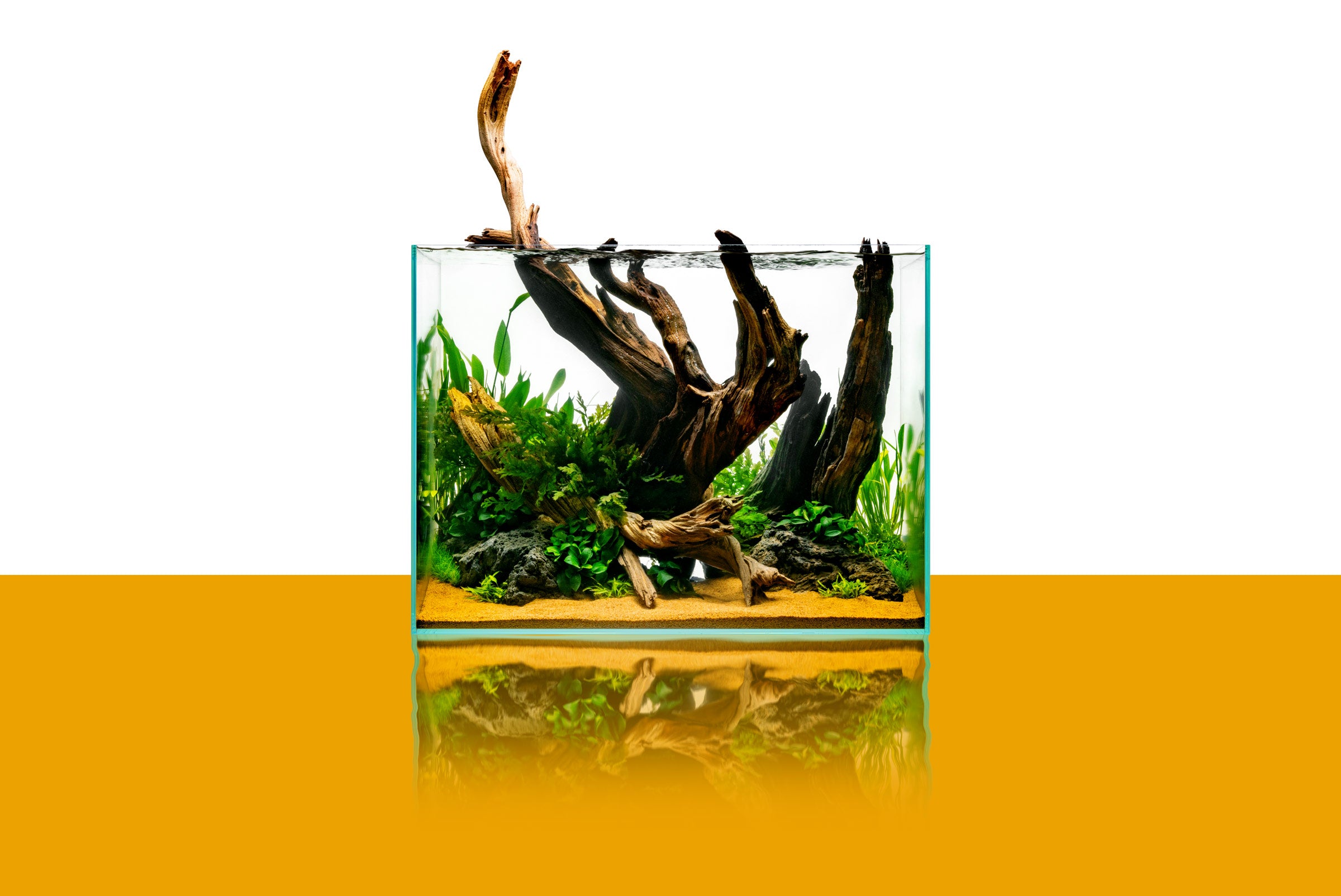 Premium UNS Rimless Tall Glass Aquarium Tank - 10 Gallon Clear Fish Tank for Nano Shrimp & Betta Fish - Perfect for Home Office Desk & Living Room Decor