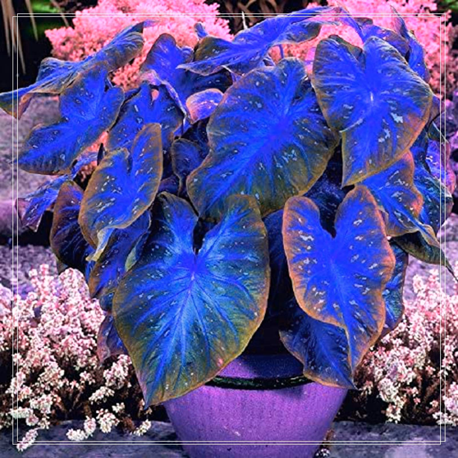 Colocasia Taro Bulbs - 10 Pack Elephant Ear Plants for Garden Planting | Perennial Tropical Foliage | Indoor/Outdoor Container & Landscape Decor | Perfect for Patio, Poolside & Shade Gardens