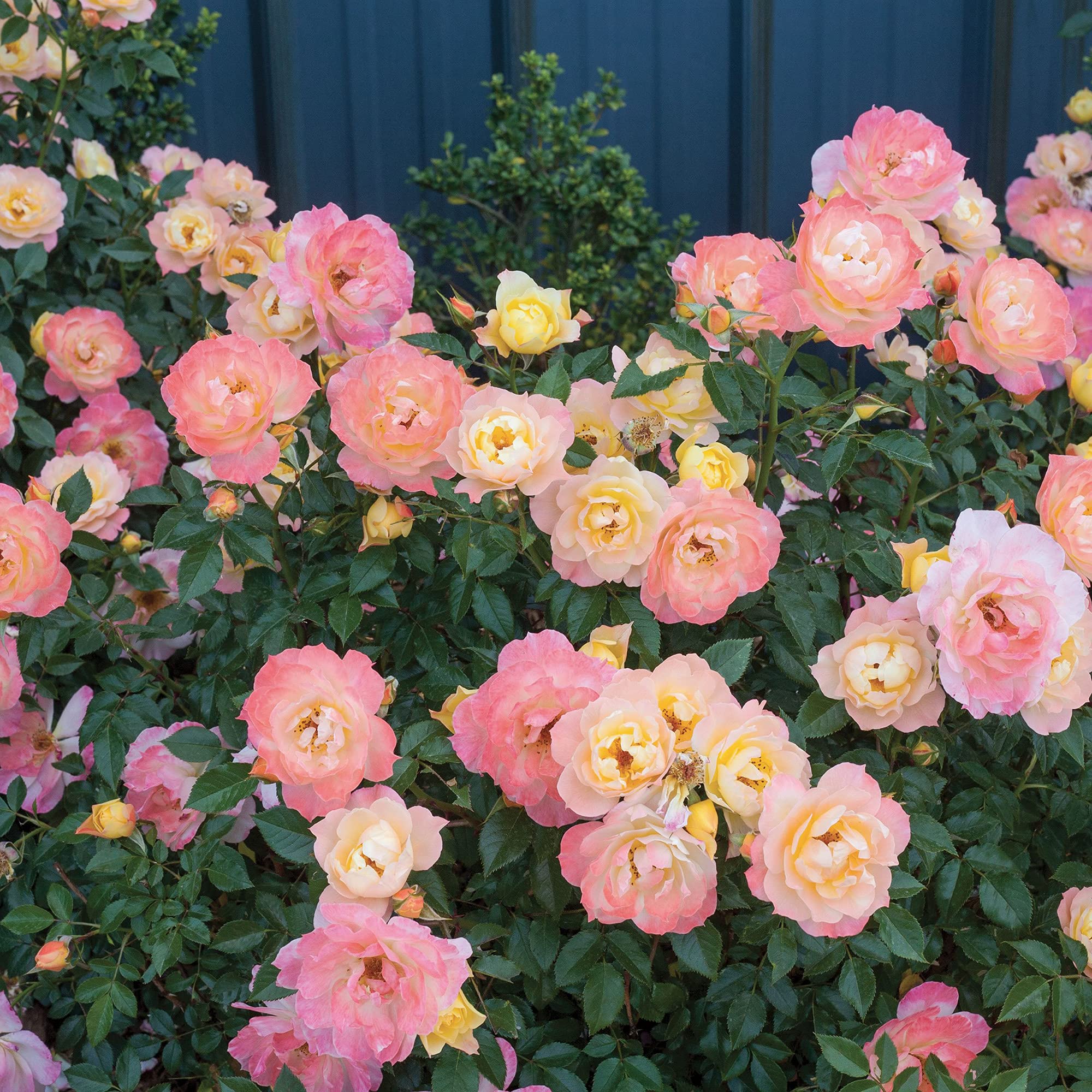 Proven Winners Rose OSO Easy Italian Ice - 2 Gallon Shrub for Vibrant Gardens | Perfect for Landscaping, Borders & Container Planting