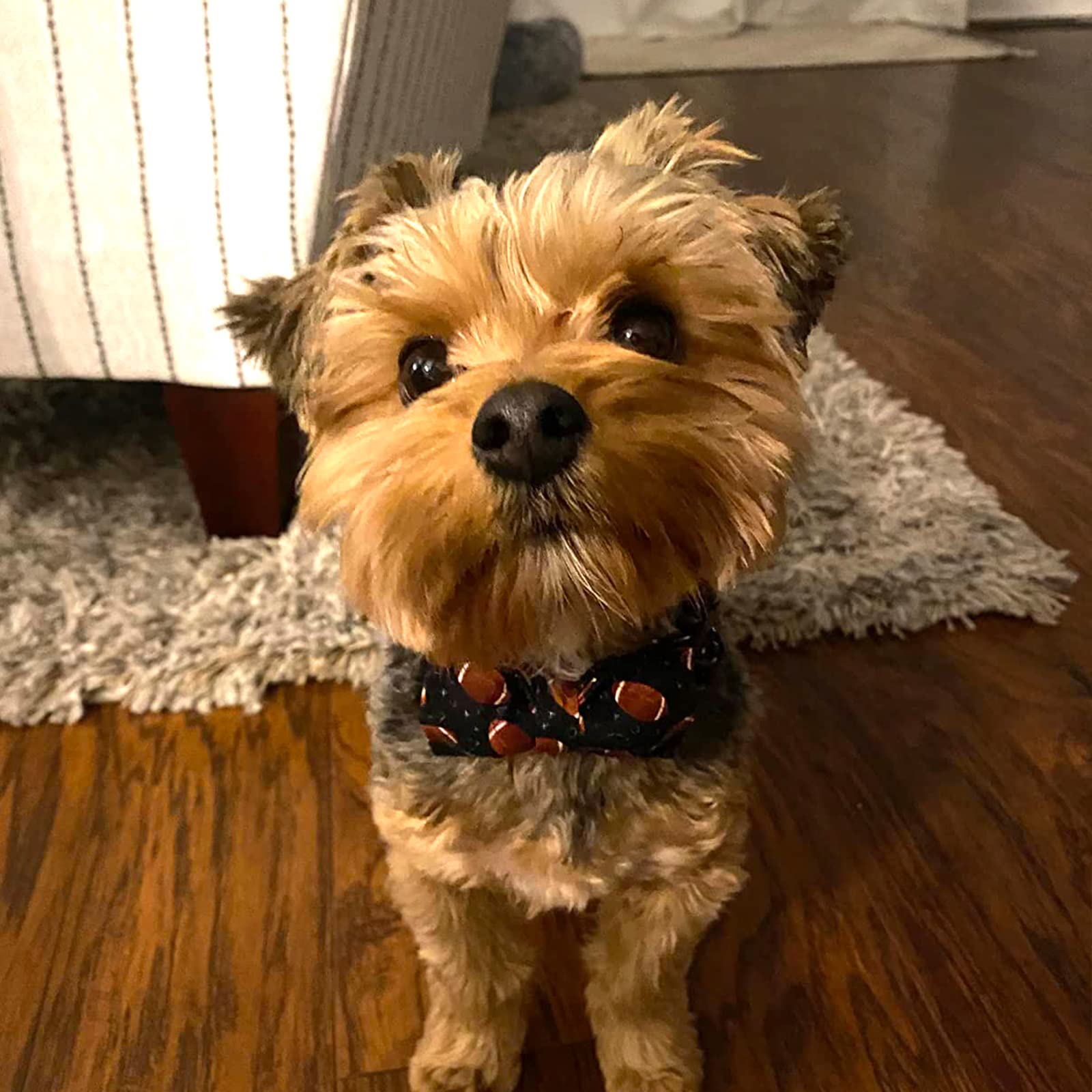 Lionheart Glory Adjustable Cotton Dog Bow Tie Collar for X-Small Dogs - Handmade Comfortable Rugby Pet Collar with Cute Bow - Perfect for Pet Parties, Photo Shoots & Special Occasions
