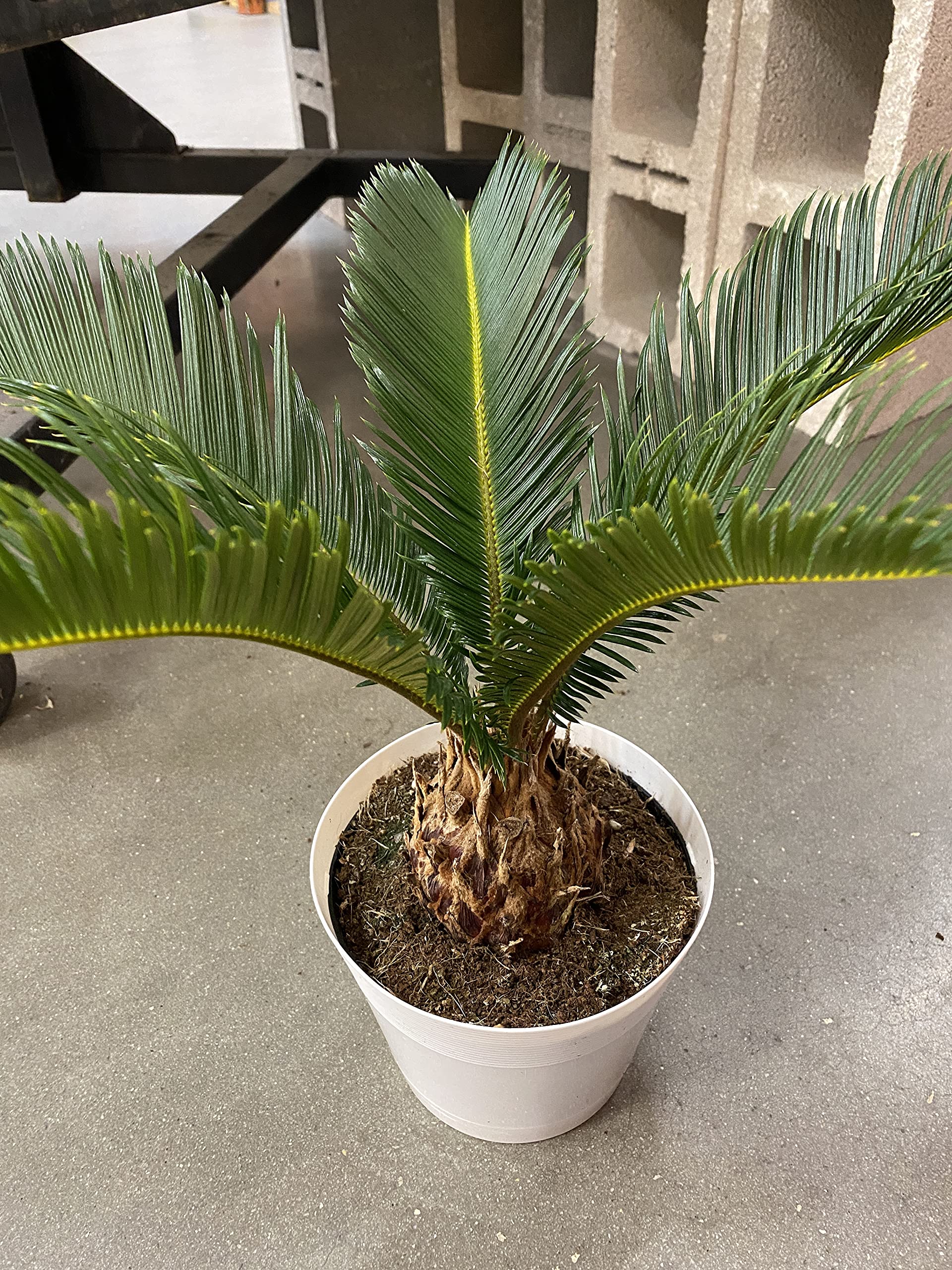King Sago Palm Tree Live Plant - 6