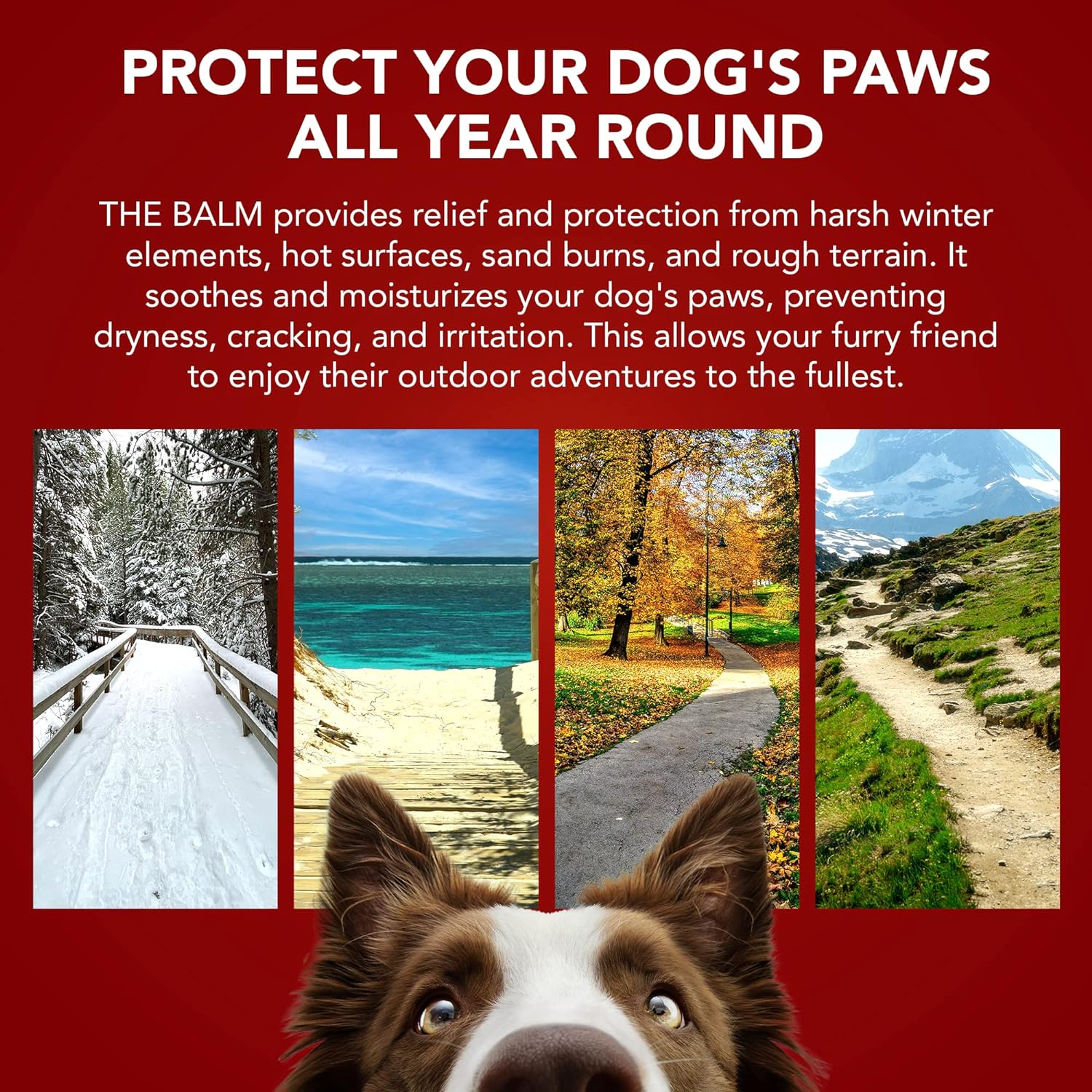 Pride Groom Pro Balm for Dogs - Soothing Paw & Nose Moisturizer | All-Natural Dog Skin Care | Perfect for Dry Paws, Cracked Noses & Winter Protection