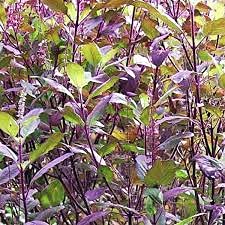 30pcs Organic Holy Basil (Tulsi) Red Leaf Herb Seeds for Planting - Indoor & Outdoor Gardening, Ayurvedic Herbal Remedies, Culinary Uses