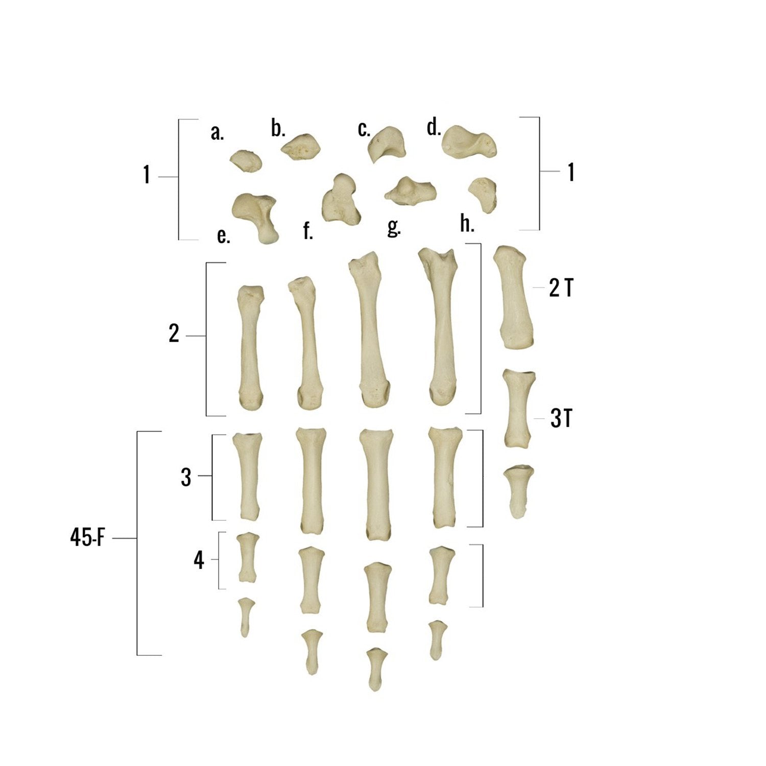 Real Human Hand Skeleton Model - Anatomically Accurate Single Bone Structure for Medical Study, Halloween Decor & Science Education