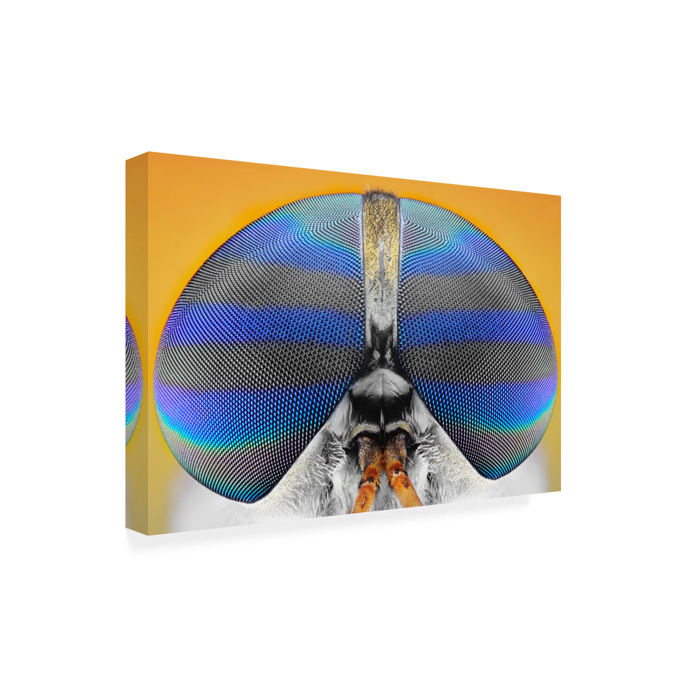 Donald Jusa 'Fly On Yellow' Canvas Art Print - Modern Abstract Wall Decor for Living Room, Bedroom & Office - Trademark Fine Art Collection