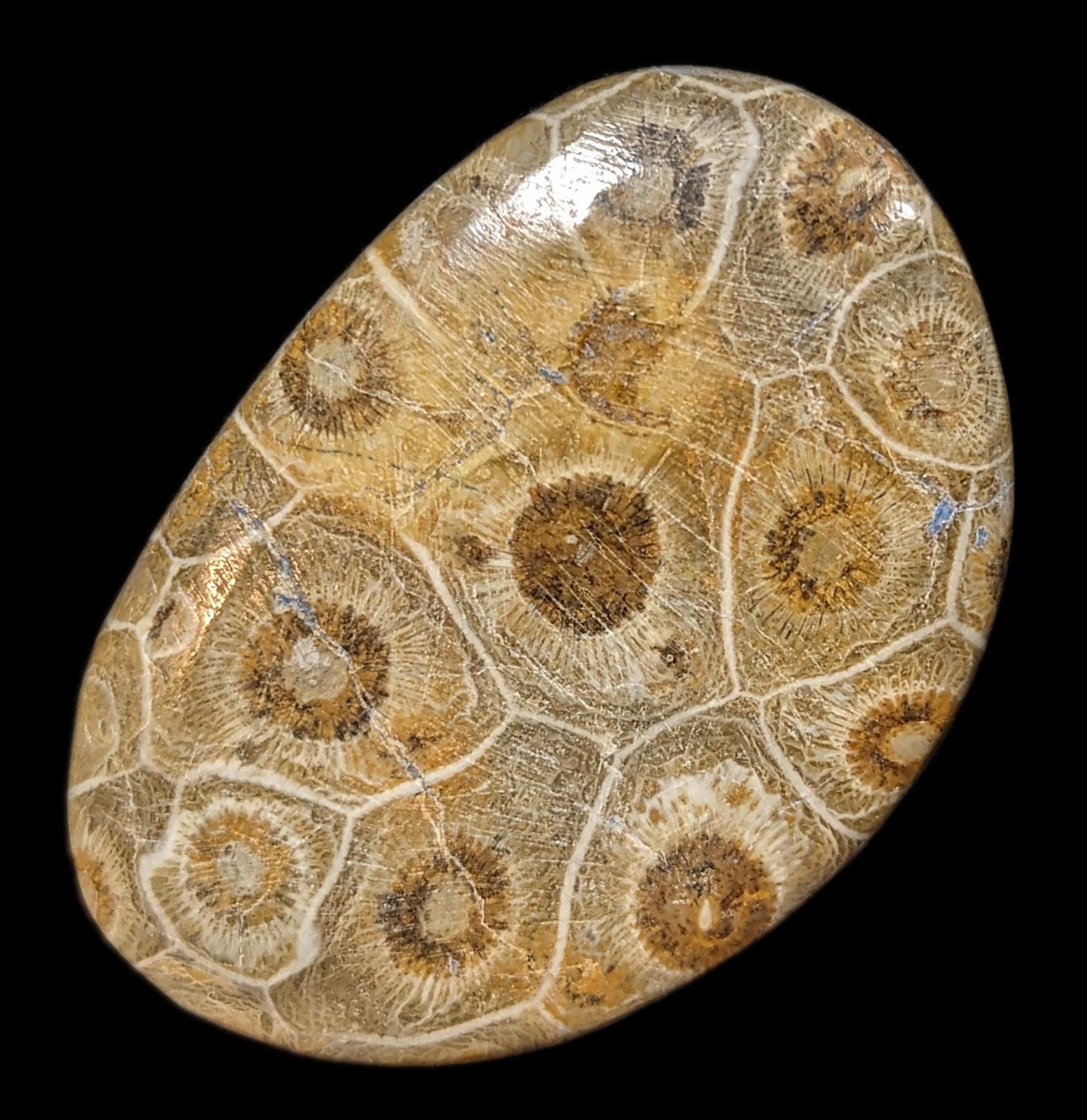 Polished Fossil Devonian Coral Head - Natural Stone Specimen for Collectors, Home Decor & Educational Use | Perfect for Geology Displays, Office Decor & Gift Giving