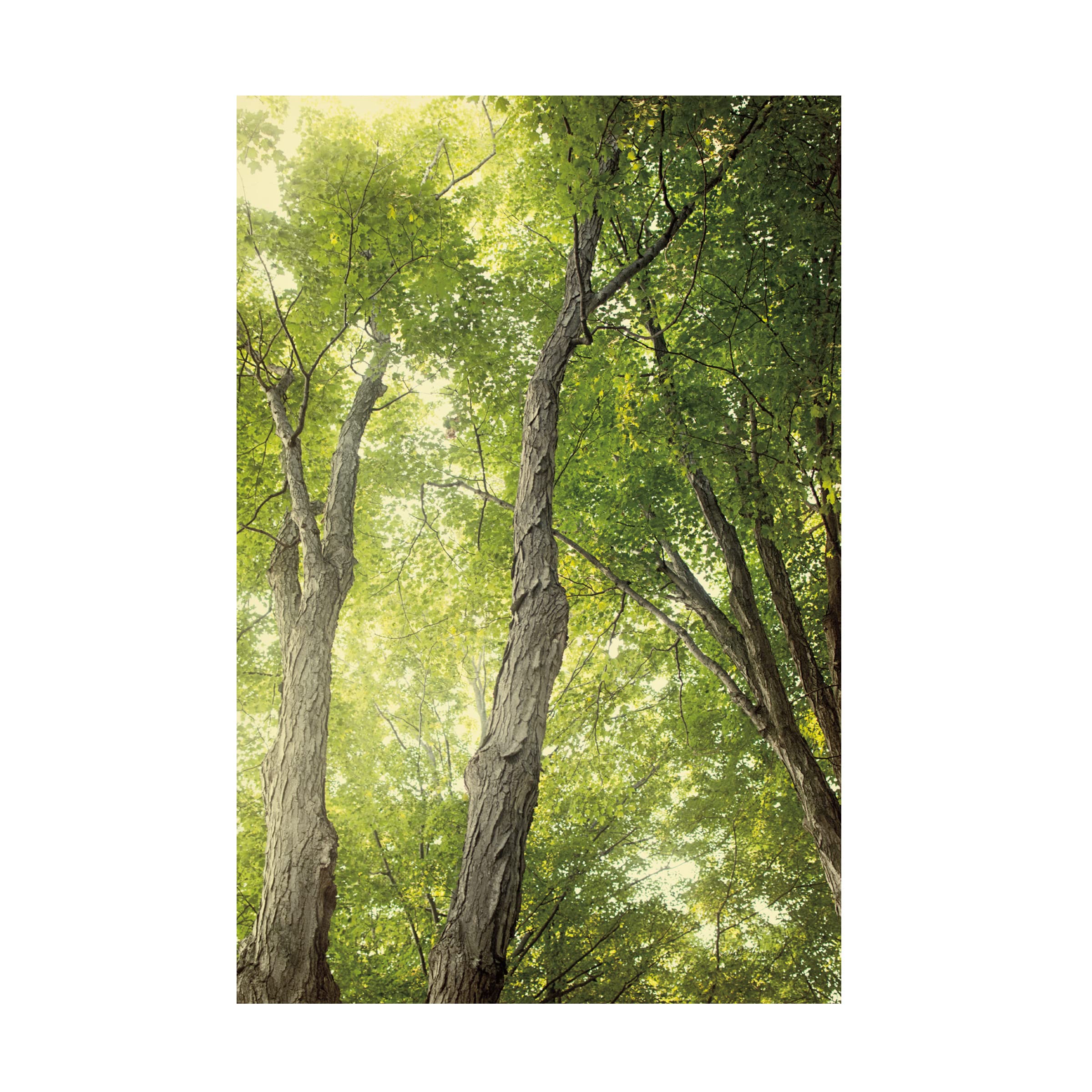Trademark Fine Art 'Towering Maples II' Canvas Wall Art by Elizabeth Urquhart - Nature Landscape Painting for Living Room, Bedroom & Office Decor