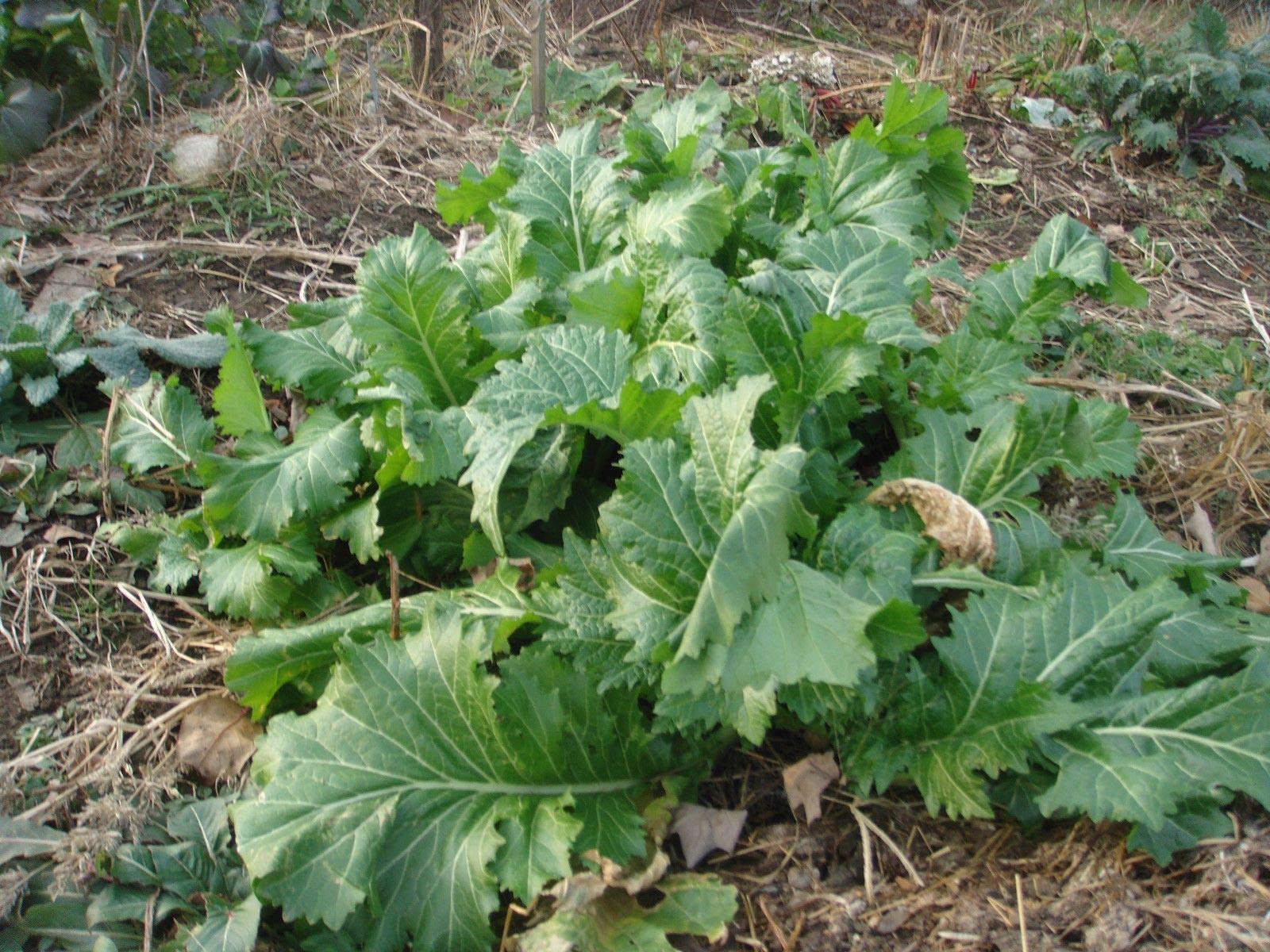 Organic Green Wave Mustard Greens Seeds - Non-GMO, Heirloom, Fast-Growing for Home Garden - Perfect for Salads, Stir-Fry & Healthy Cooking