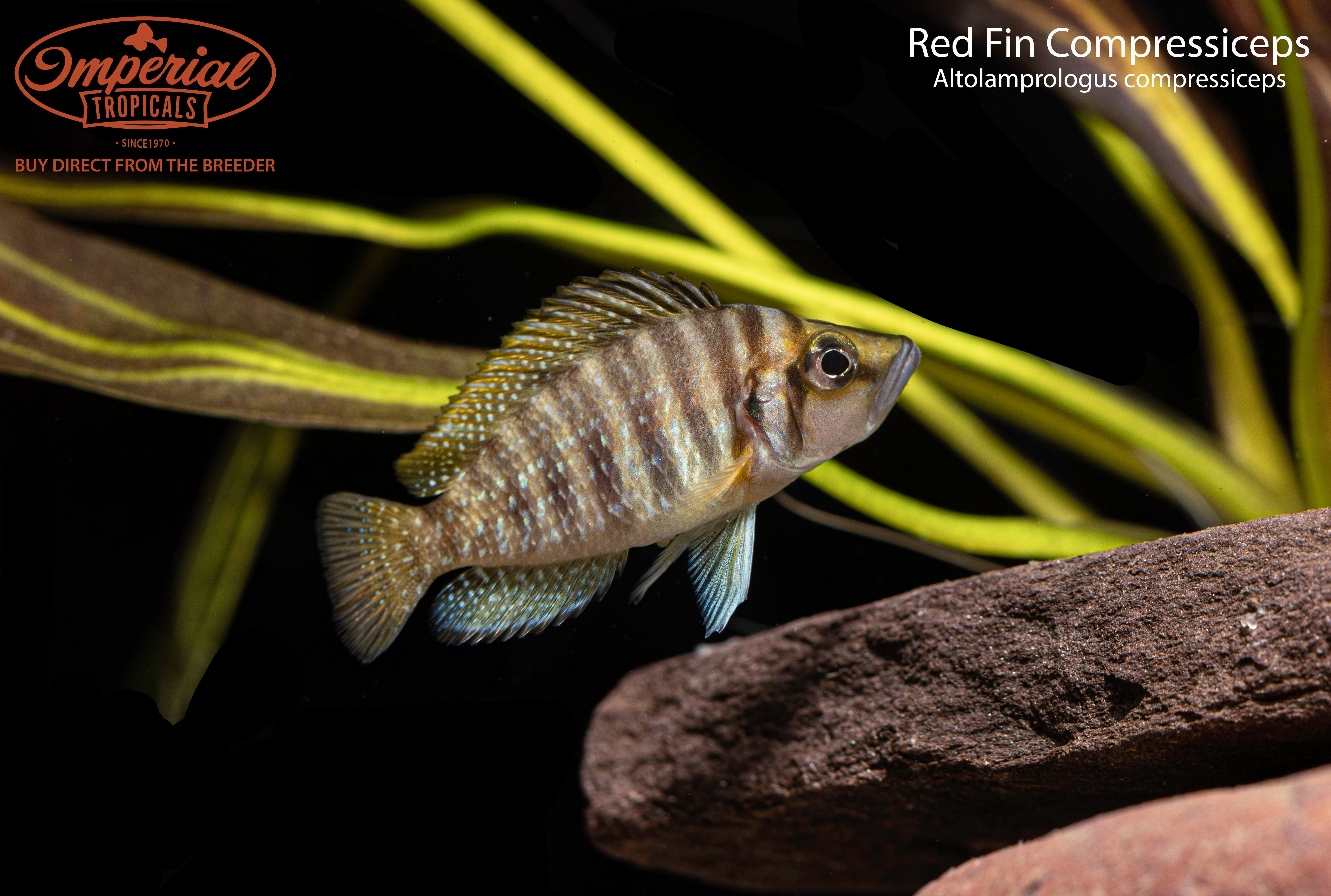 Red Fin Compressiceps Cichlid - Vibrant Tropical Fish for Aquariums | Perfect for Freshwater Tanks & African Cichlid Enthusiasts