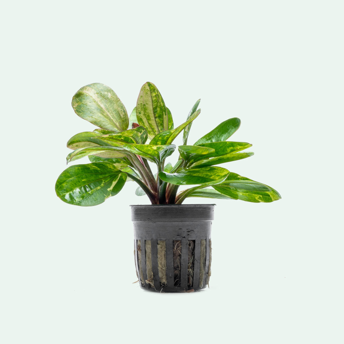 Echinodorus Hadi Red Pearl Variegated Live Aquarium Plant - Rare Aquatic Plant for Fish Tank Decoration | Perfect for Freshwater Aquascaping and Shrimp Tanks