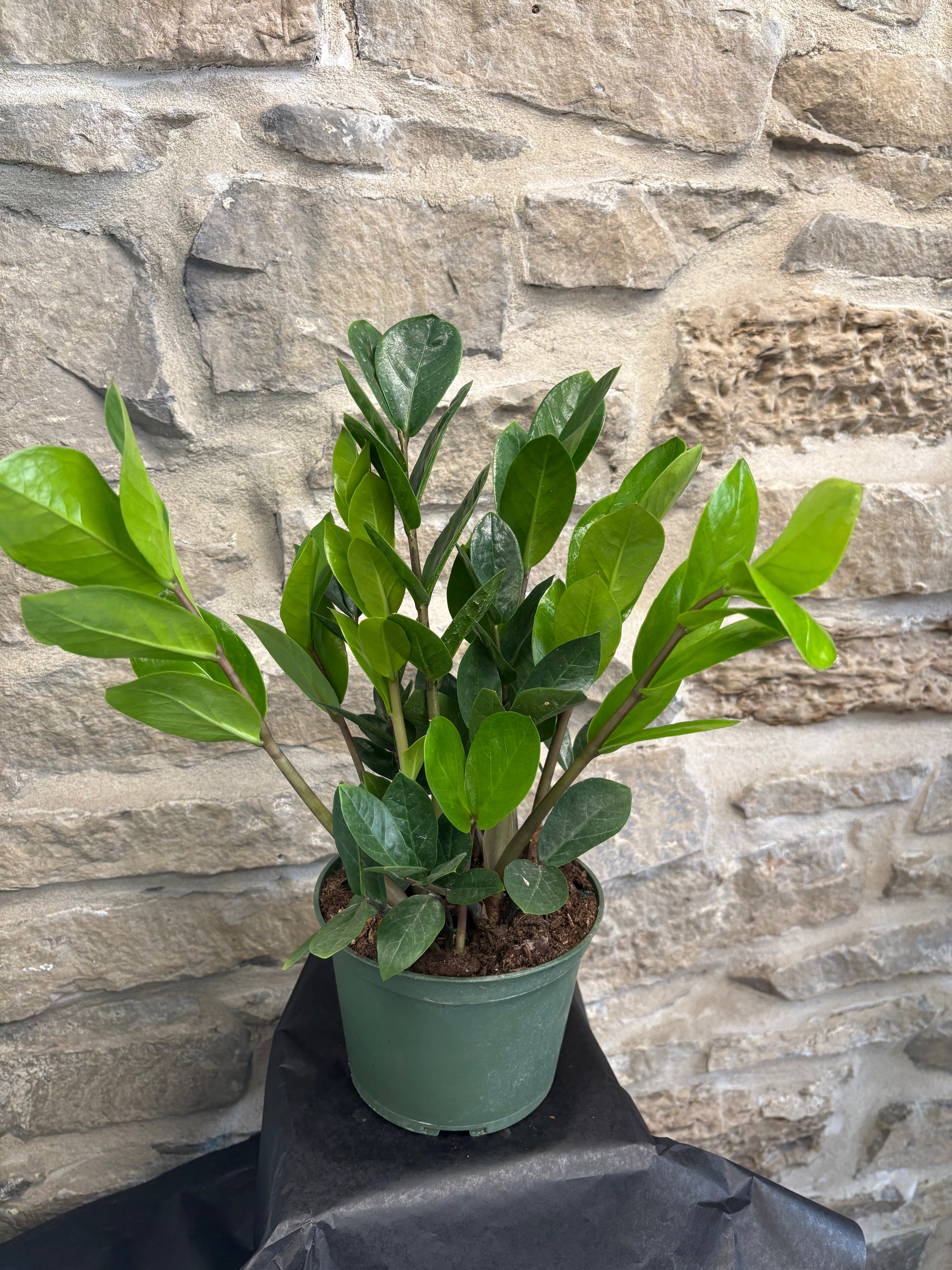ZZ Plant Black Raven 6