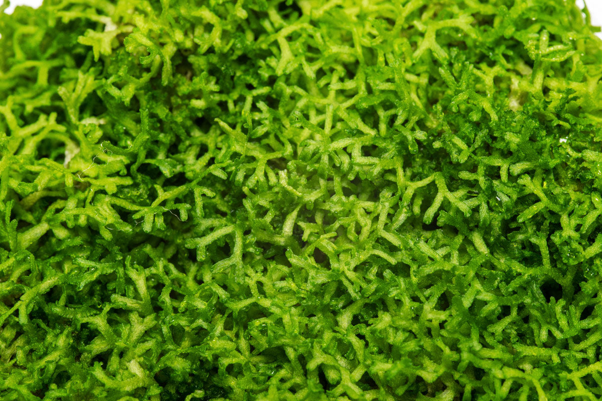 Premium Riccia Fluitans Live Aquarium Plant Tissue Culture - Easy Carpet Plant for Freshwater Fish Tanks, Aquascaping & Shrimp Habitats