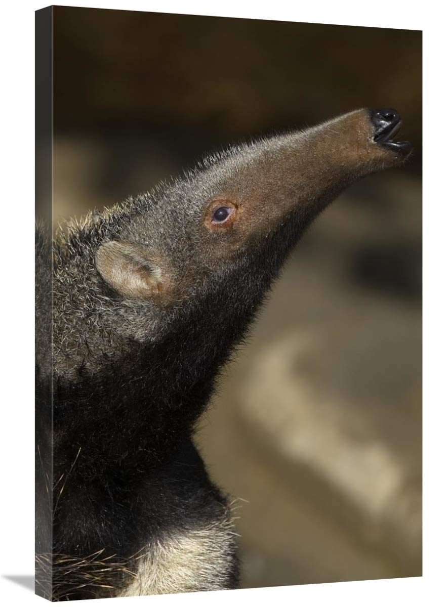 20 x 30 Inch Giant Anteater Profile Art Print - South American Wildlife Wall Decor from San Diego Zoo | Perfect for Home, Office & Classroom Nature Displays