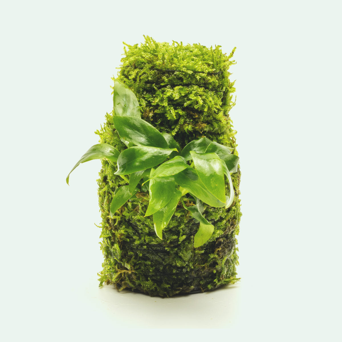 Anubias Minima Moss Tower for Aquarium - Live Aquatic Plant Decor for Fish Tank, Terrarium & Paludarium - Perfect for Shrimp, Betta & Nano Tanks