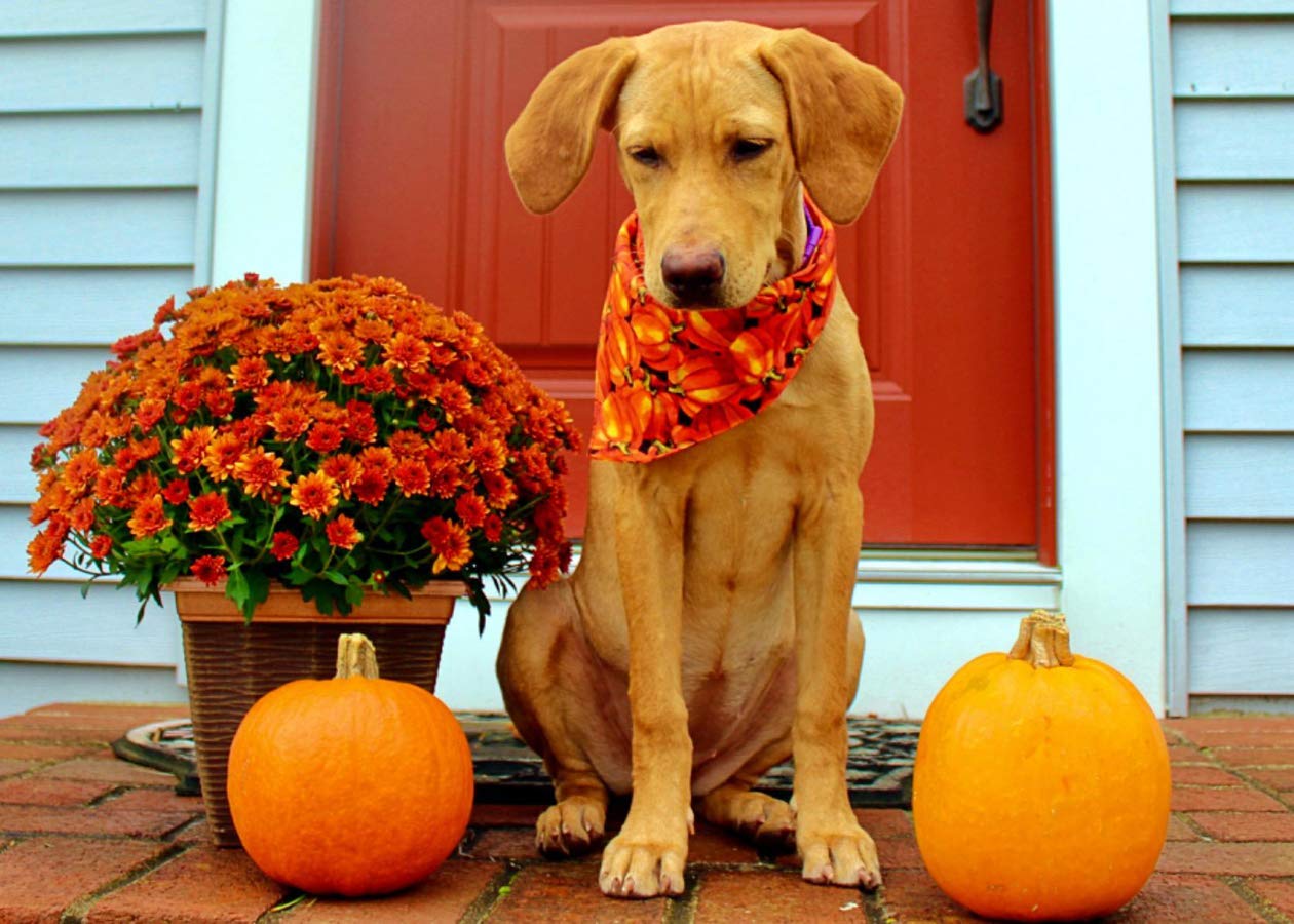 4 Pack Halloween Dog Bandana - Reversible Pumpkin Print Triangle Bib Scarf for Small Dogs & Cats - Pet Costume Accessories for Halloween Parties & Photo Shoots