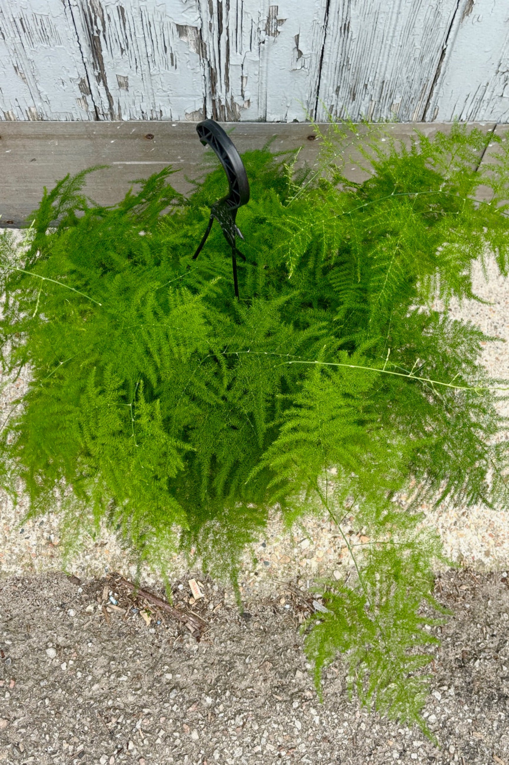 Asparagus Plumosa Fern - 8