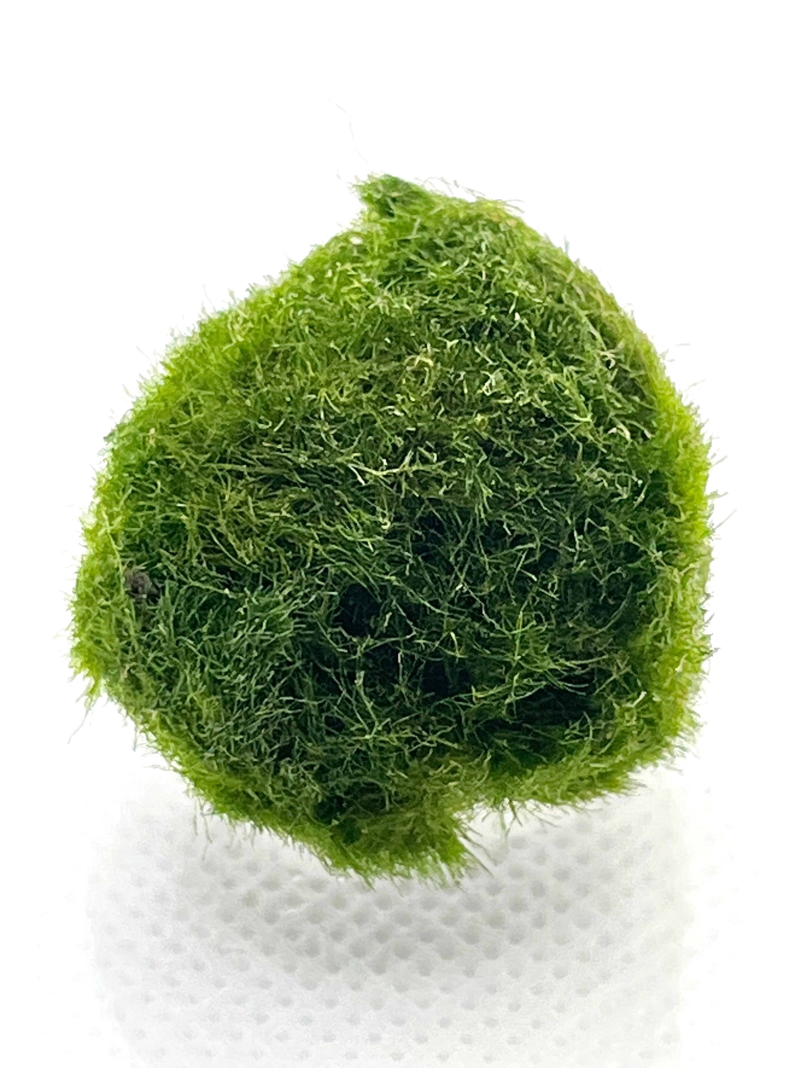 Live Marimo Moss Ball for Aquarium - Natural Indoor-Grown Aquatic Plant Decor | Perfect for Fish Tanks, Terrariums & Zen Gardens