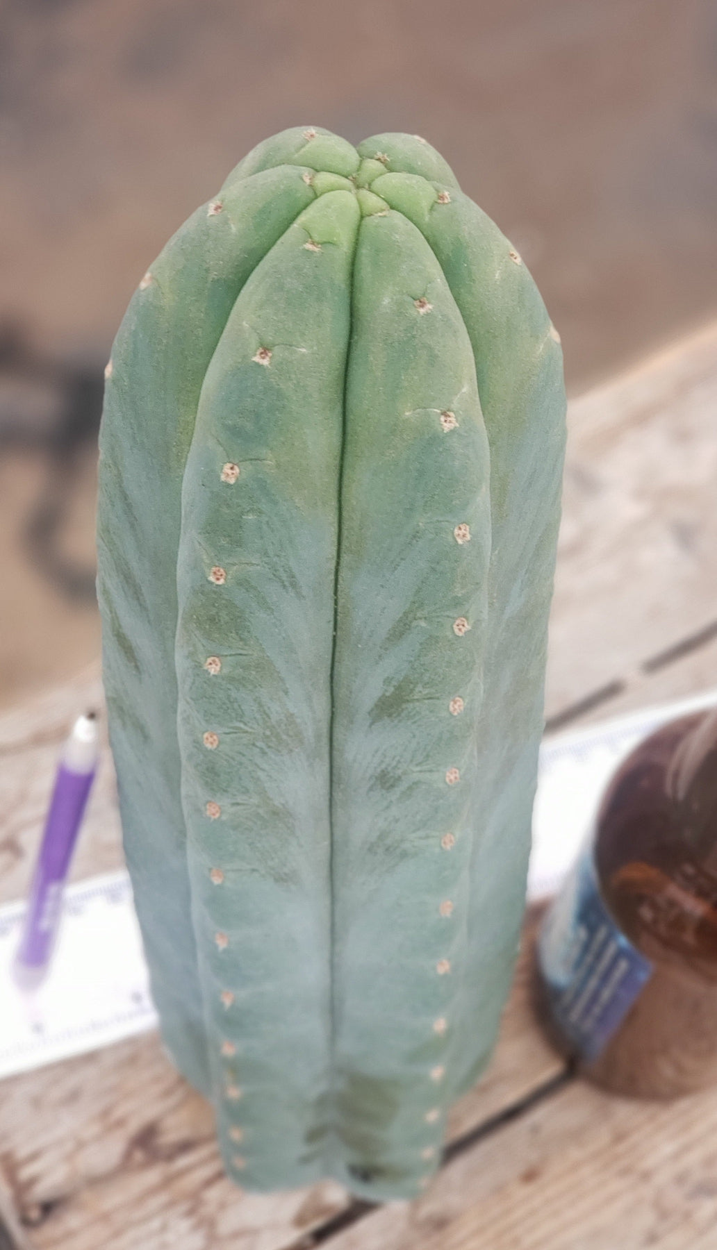 EC200 EXACT Trichocereus Pachanoi BGH Cactus Cutting - Premium Live Plant for Home Garden, Landscaping & Spiritual Ceremonies