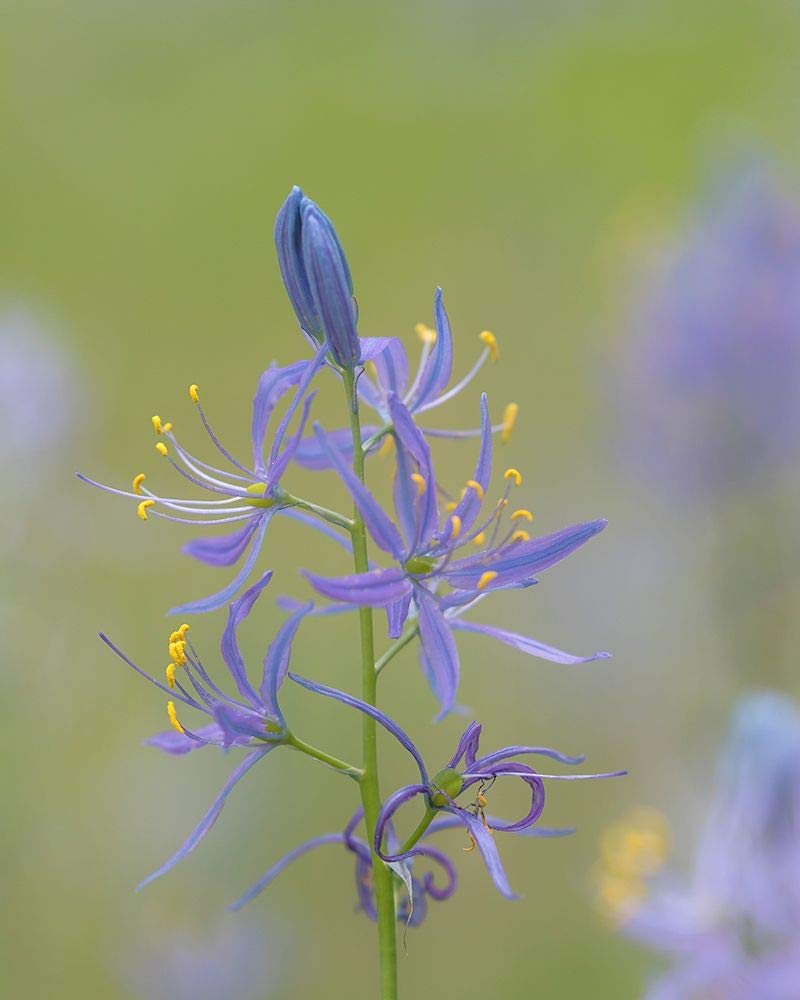 18x24 Camas Blossoms Wall Art Print - Vibrant Floral Home Decor for Living Room, Bedroom & Office - Premium Quality Posterazzi PDXPSMHN873SMALL Photo Print