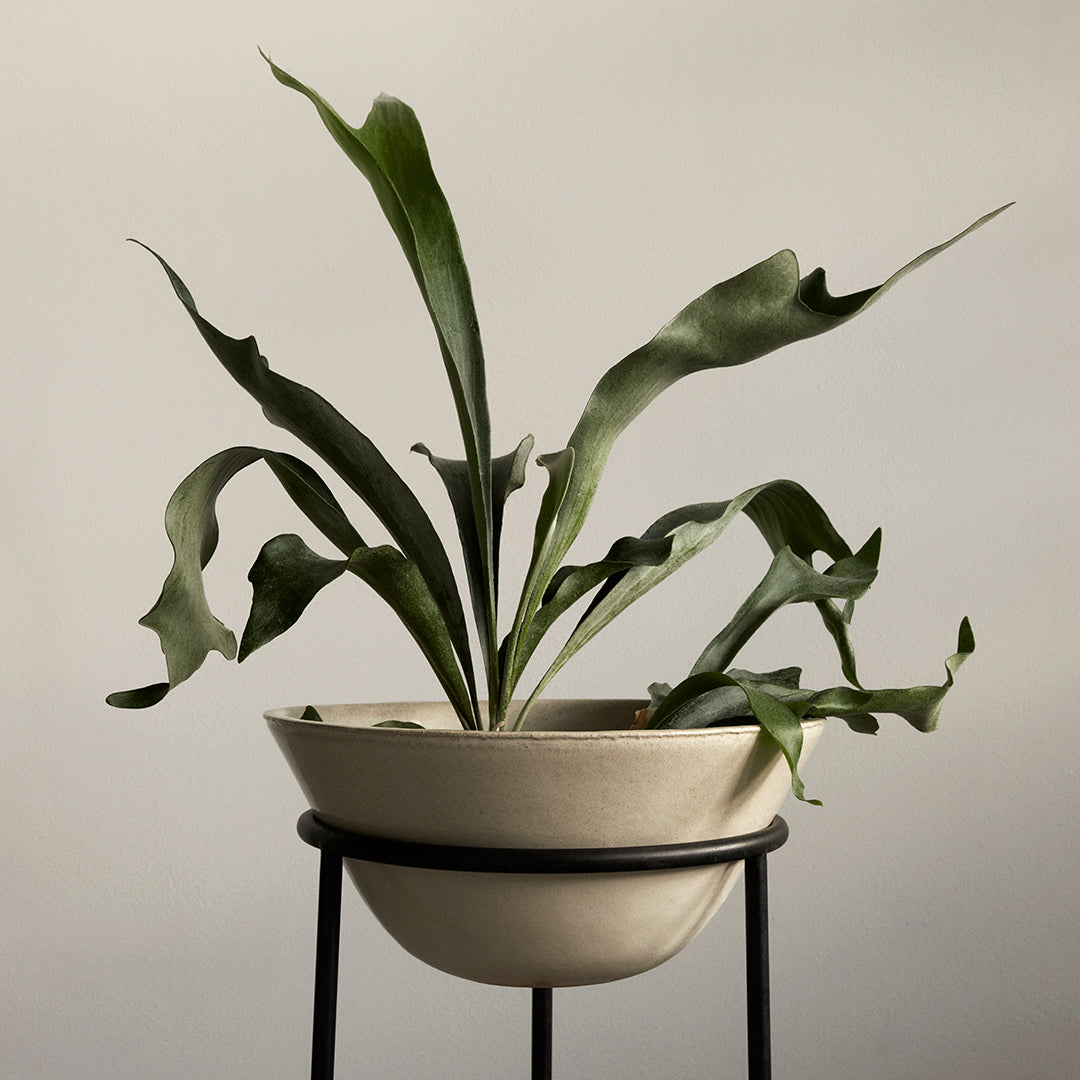 Menu Daiza Planter - Modern Ceramic Flower Pot for Indoor Plants | Perfect for Home Decor, Office Desk & Gift Ideas