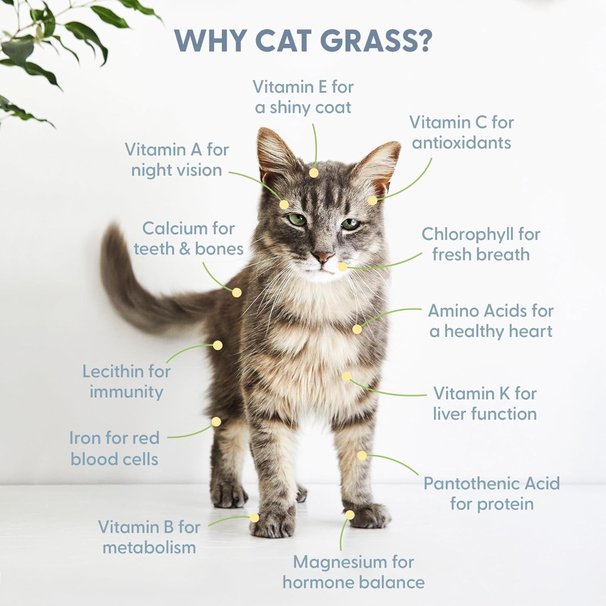Organic Cat Grass Refill Kit for Indoor Cats - 100% Natural Wheatgrass Seeds, 3-Pack | Grow Fresh Greens for Your Feline's Health & Playtime Enrichment