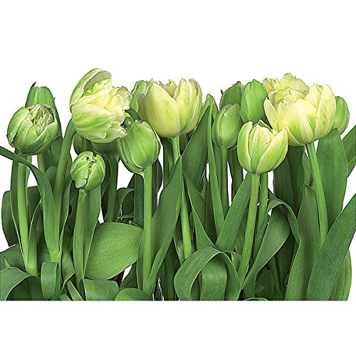 100 in. Tulips Wall Mural - Self-Adhesive Floral Wallpaper for Living Room, Bedroom & Nursery Decor
