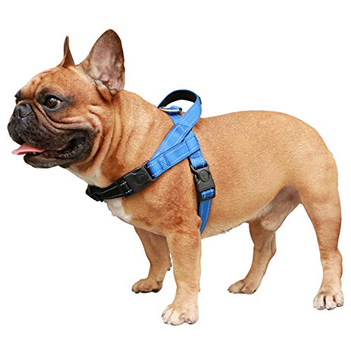 Blue Harness