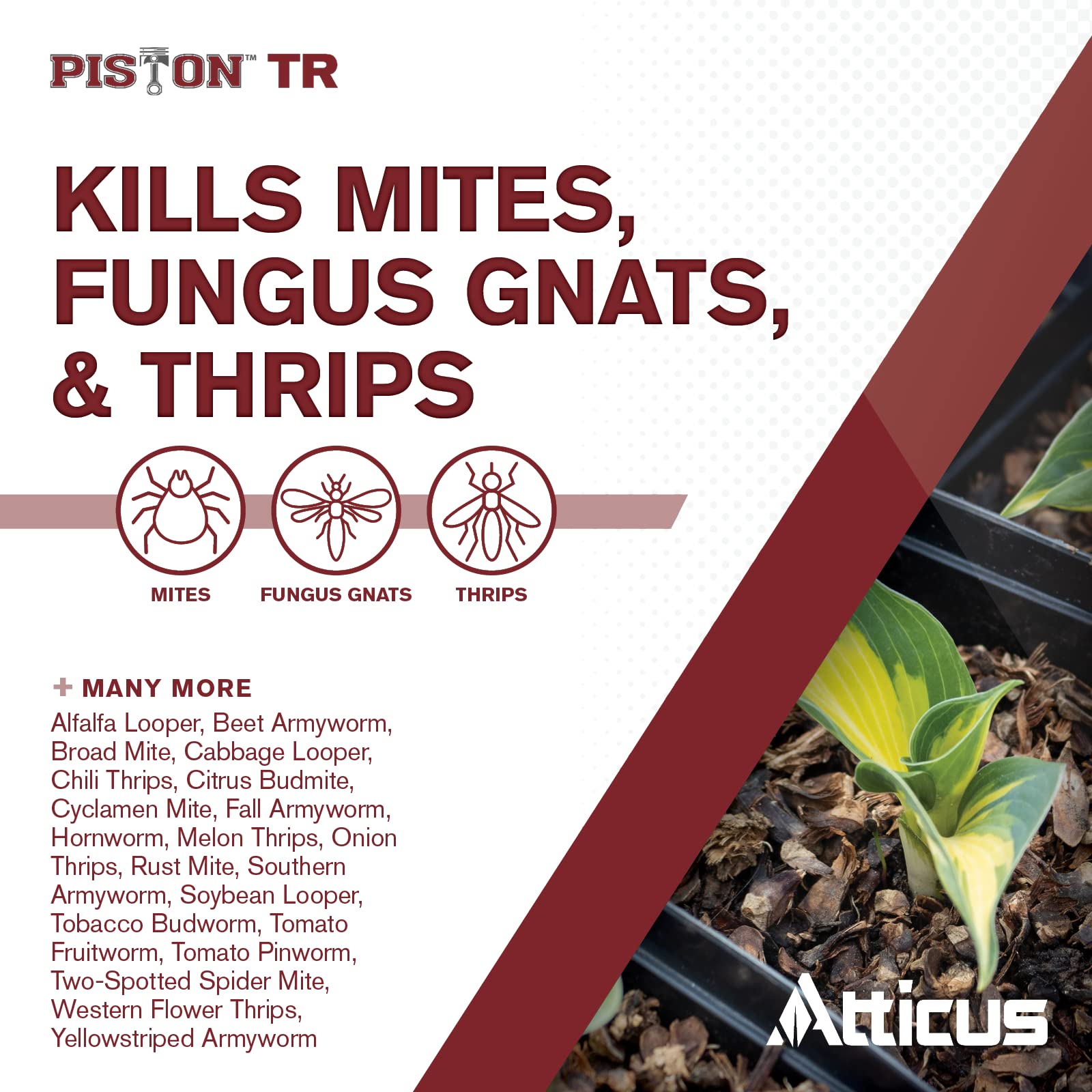 Atticus Piston TR Greenhouse Fogger (12 Pack) - Chlorfenapyr Insecticide & Miticide for Mites, Thrips, Caterpillars & Fungus Gnats - Professional Pest Control Solution for Greenhouses, Grow Rooms & Indoor Gardens
