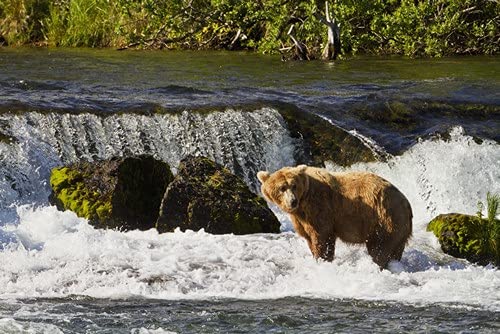 Gary Schultz Brown Bear Fishing for Sockeye Salmon at Brooks Falls Katmai National Park - 38x24 Large Wildlife Poster Print - Perfect for Nature Lovers, Home & Office Decor