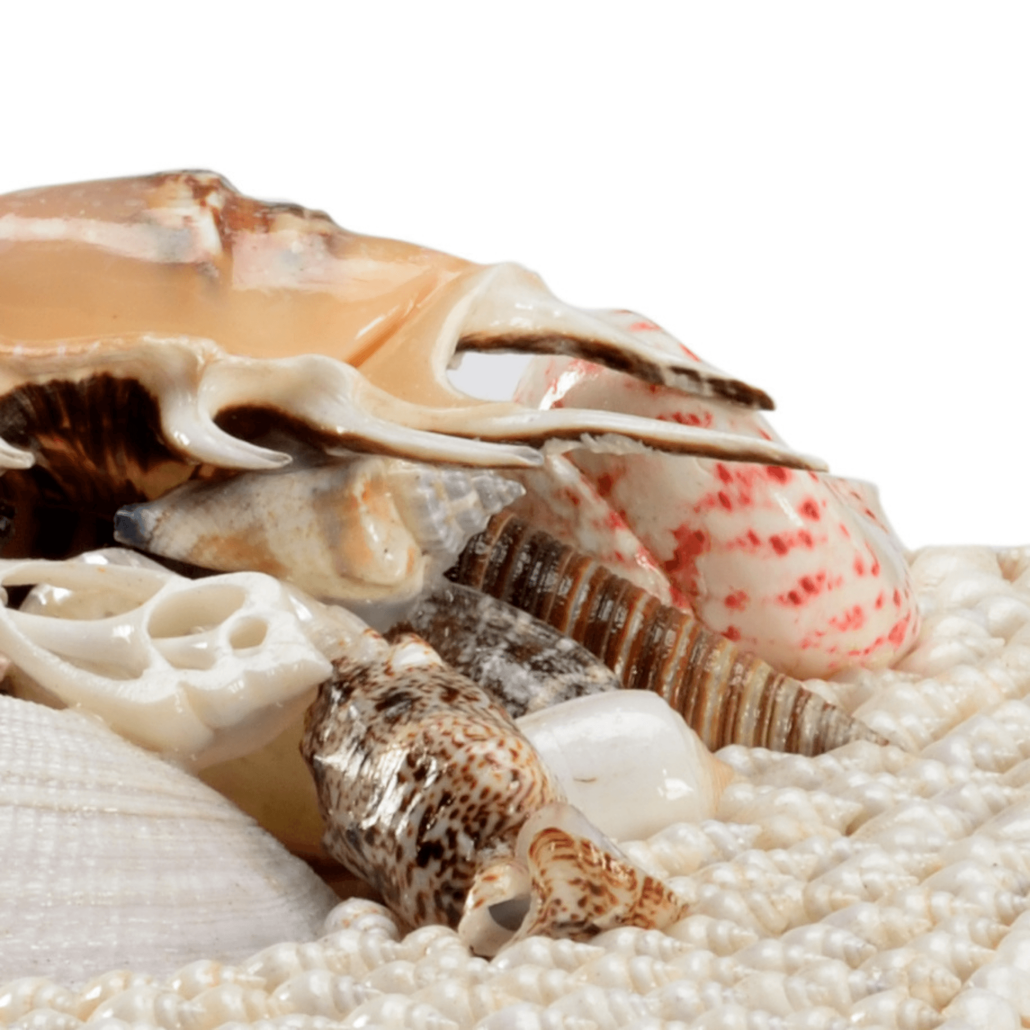 Set of 2 Coastal White Seashell Decorative Storage Boxes - Perfect for Beach House Decor, Bathroom Organizer & Jewelry Display