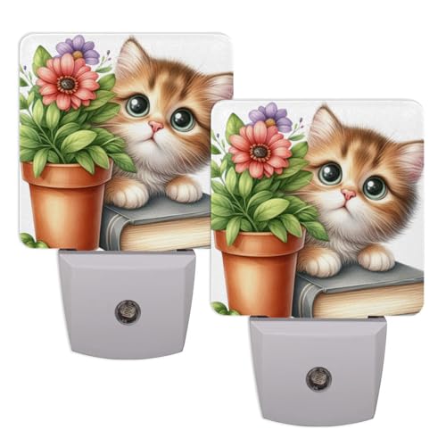 C:Cute Animal Cat