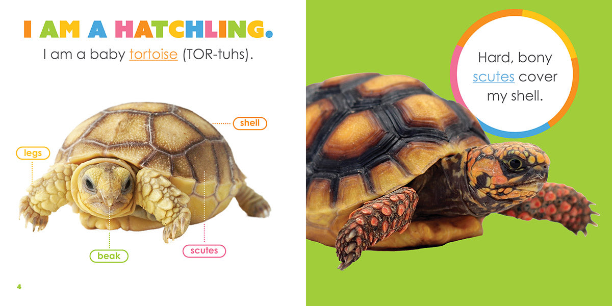 Baby Tortoises for Sale - Healthy & Adorable Hatchlings for Pet Lovers | Perfect for Kids' First Pets & Educational Reptile Habitats