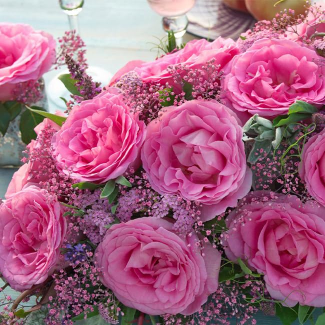 Heirloom Pink Eleganza® Beverly Hybrid Tea Rose Bush - Fragrant Blooming Plant for Pots, Gardens & Landscaping | Perfect for Outdoor Decor, Wedding Bouquets & Home Gardening
