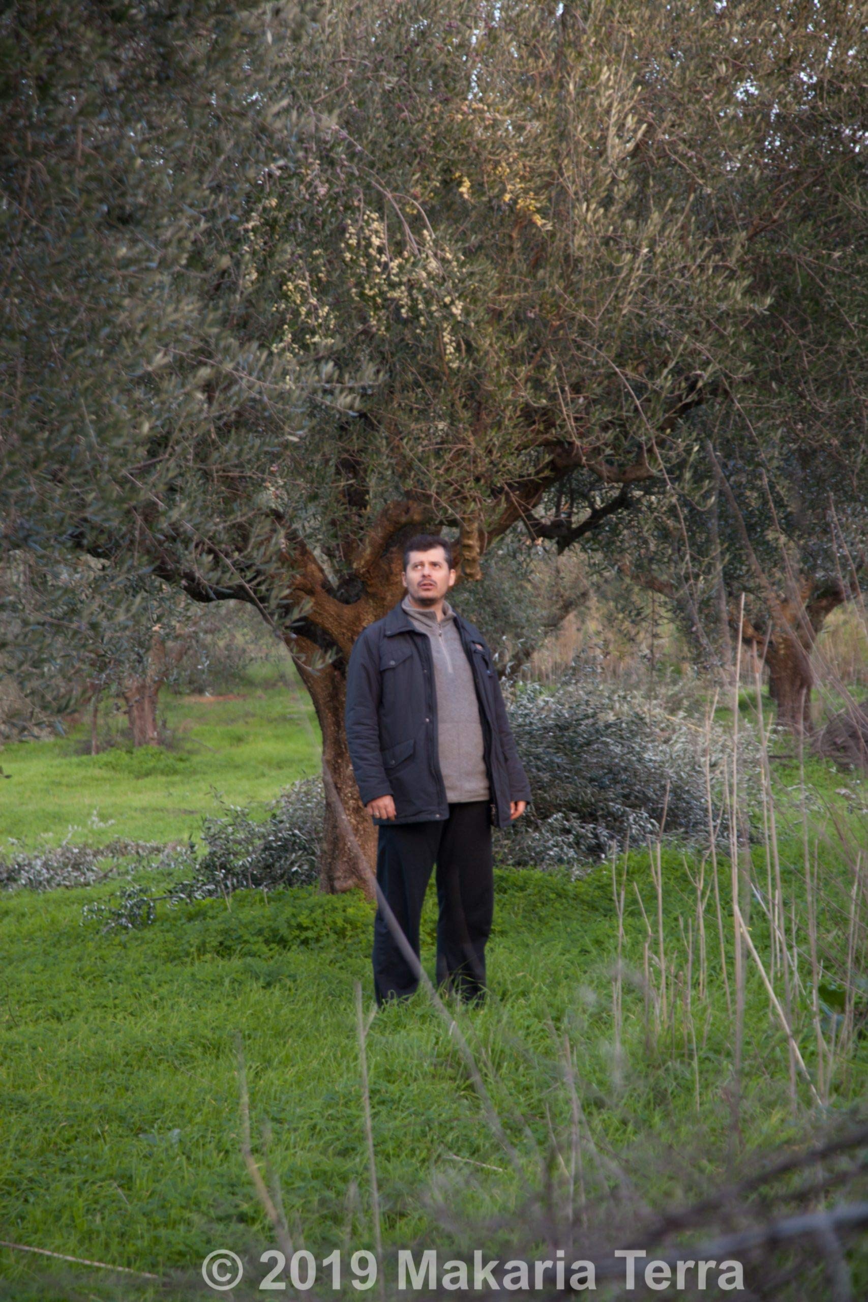 Premium Greek Extra Virgin Olive Oil - Makaria Terra, Koroneiki Variety, 2020/21 Harvest, 0.12% Acidity, Medium Intensity | NYIOOC Gold Award Winner | Single Origin, Family Farm | 5L Tin | Perfect for Salad Dressing, Dipping & Gourmet Cooking