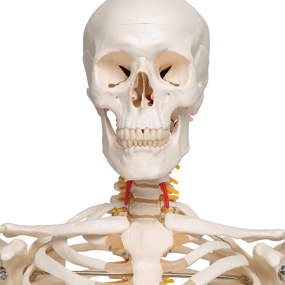 Fred Flexible Skeleton Model with Pelvic Stand - Anatomical Science Display for Medical Education, Halloween Decor & Office Decoration