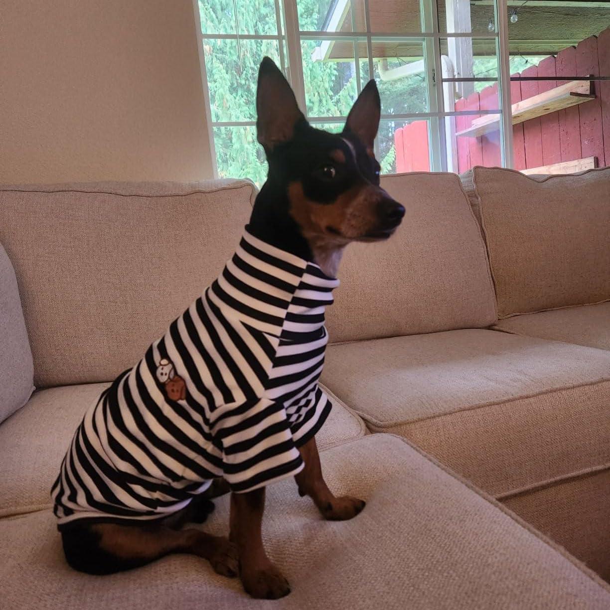 Cute Striped Turtleneck Dog Sweater - Soft Stretchy Puppy Pullover with Embroidery for Small Medium Large Dogs & Cats (Black Striped, Small) - Perfect for Winter Walks & Photo Shoots