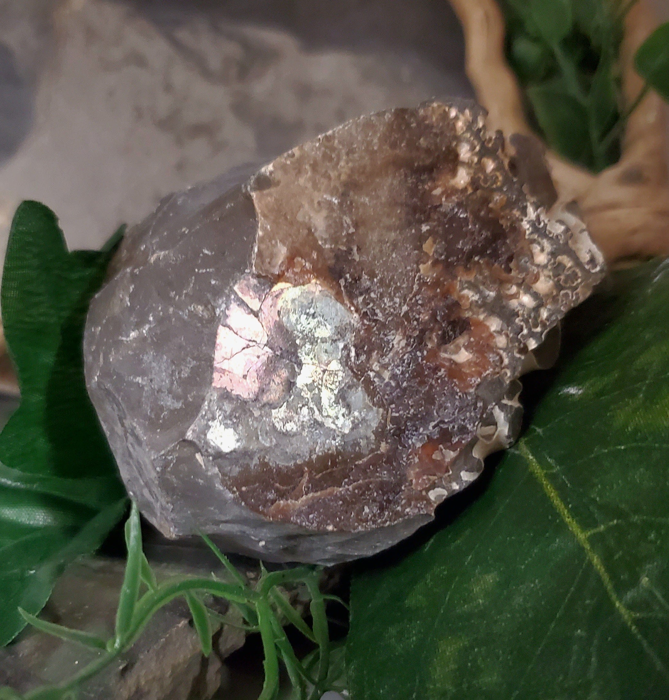 Authentic Baculite Fossil - Ancient Marine Cephalopod Specimen for Collectors, Education & Home Decor - Perfect for Geology Enthusiasts, Classroom Displays & Natural History Decor