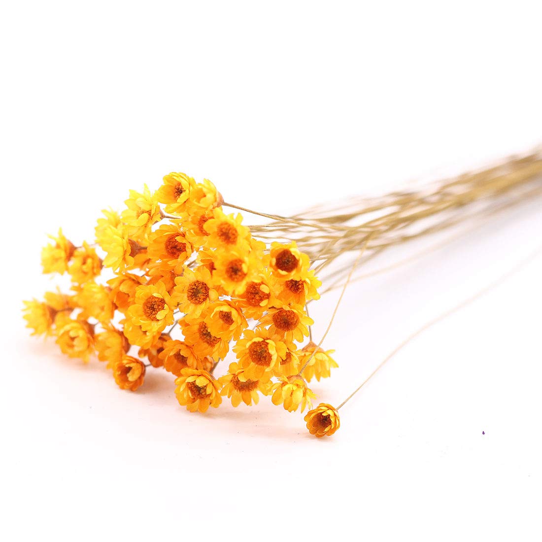 Natural Dry Flowers Brazilian Daisy Bouquet - Wedding & Home Decor (Orange)