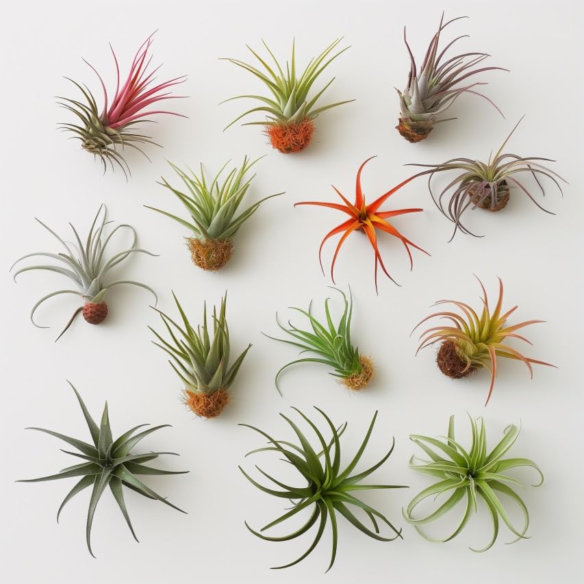 Live Air Plants Variety Pack - 12 Tillandsia Plants (1-5 Inches) | Low Maintenance Indoor Plants for Home Decor, Office Desk & Terrarium | CA Seller