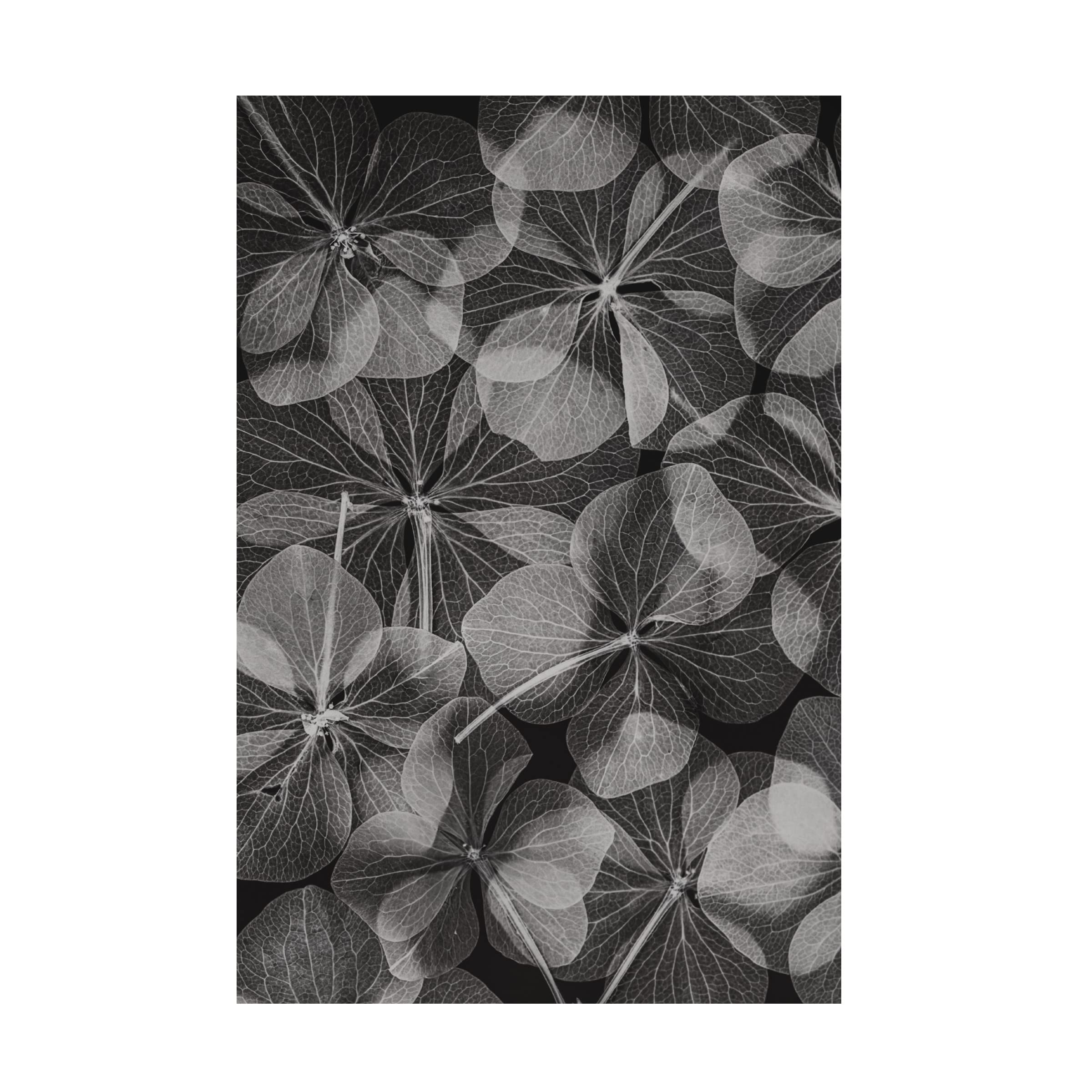 Trademark Fine Art 'Botanical 48' Floral Canvas Wall Art Print by Lenka - Perfect for Living Room, Bedroom & Office Decor