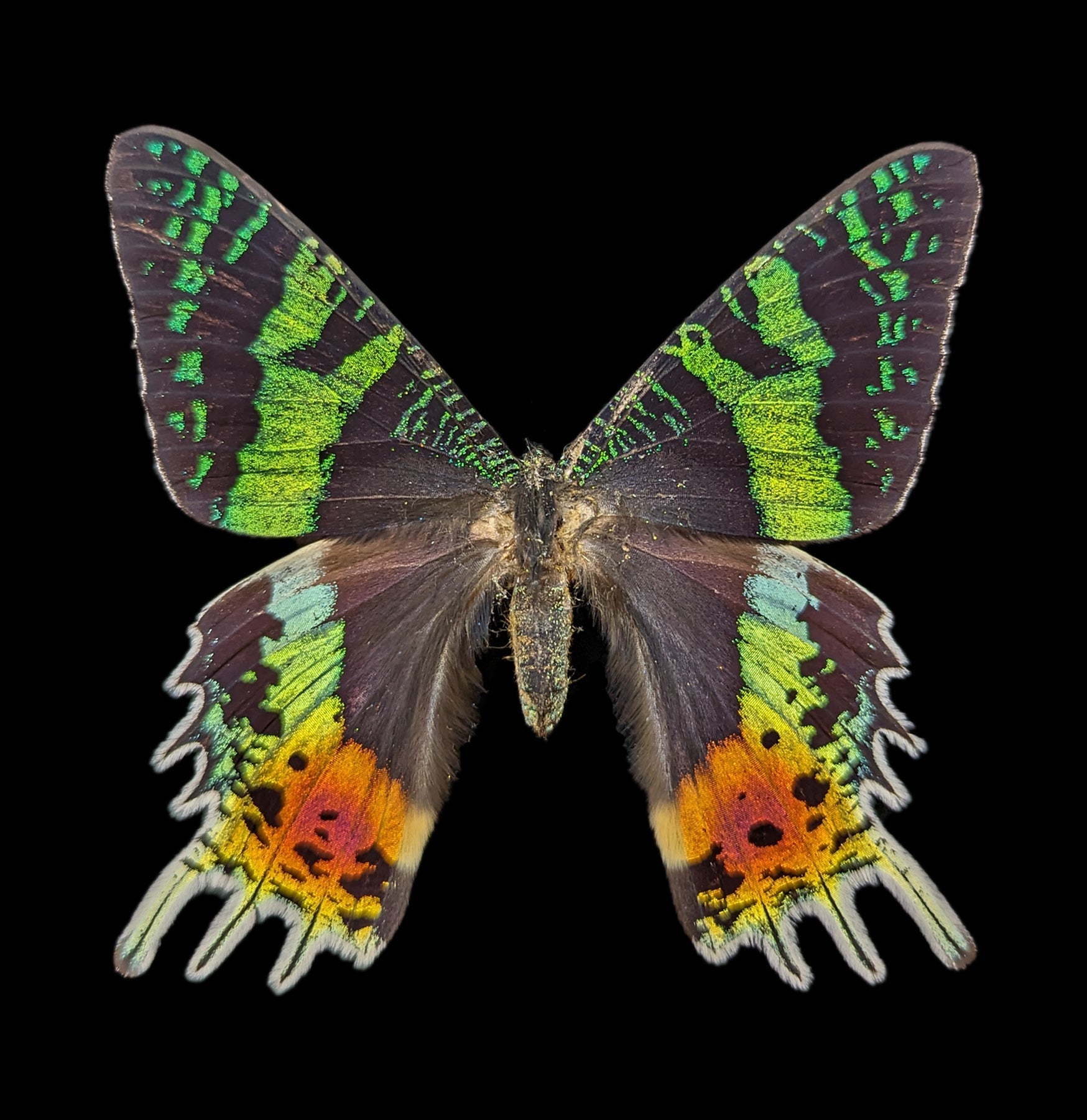 Paxton Gate Premium Insect Spreading Kit - Entomology Display Tools for Butterfly & Bug Collections - Perfect for Science Classrooms, Nature Studies & Taxidermy Hobbyists