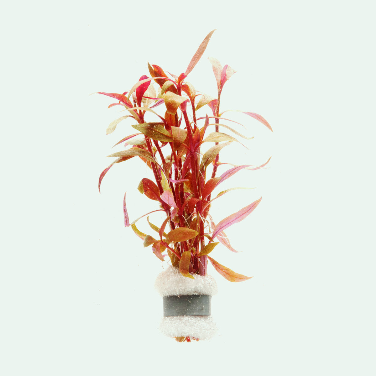 Alternanthera Rosaefolia Mini - Live Aquatic Plant for Freshwater Aquariums | Perfect for Nano Tanks, Aquascaping & Fish Tanks
