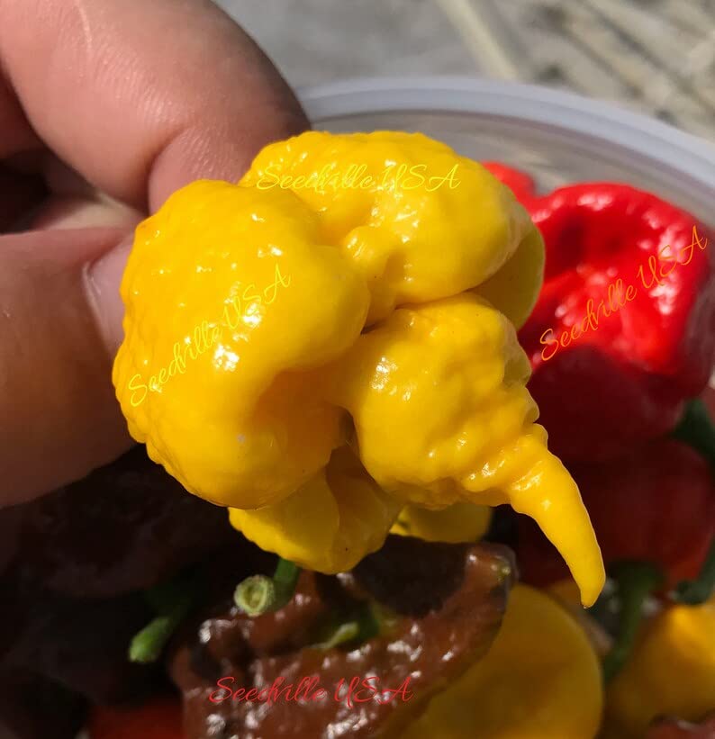 10 Yellow Carolina Reaper Pepper Seeds - World's Hottest Capsicum Chinense Chili for Home Gardening & Spicy Cooking