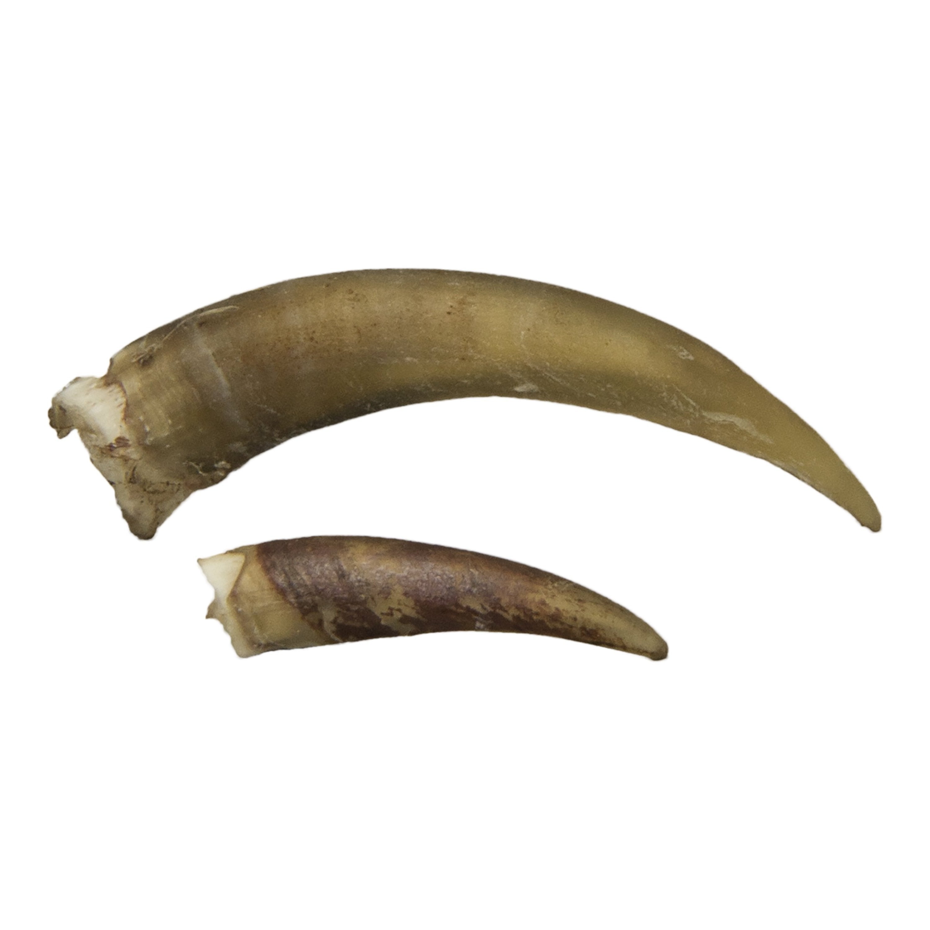 Authentic Snapping Turtle Claw Pendant Necklace - Handmade Reptile Jewelry for Men & Women - Unique Animal Tooth Talisman for Outdoor Enthusiasts and Nature Lovers - Perfect for Camping, Hiking and Adventure Gifts