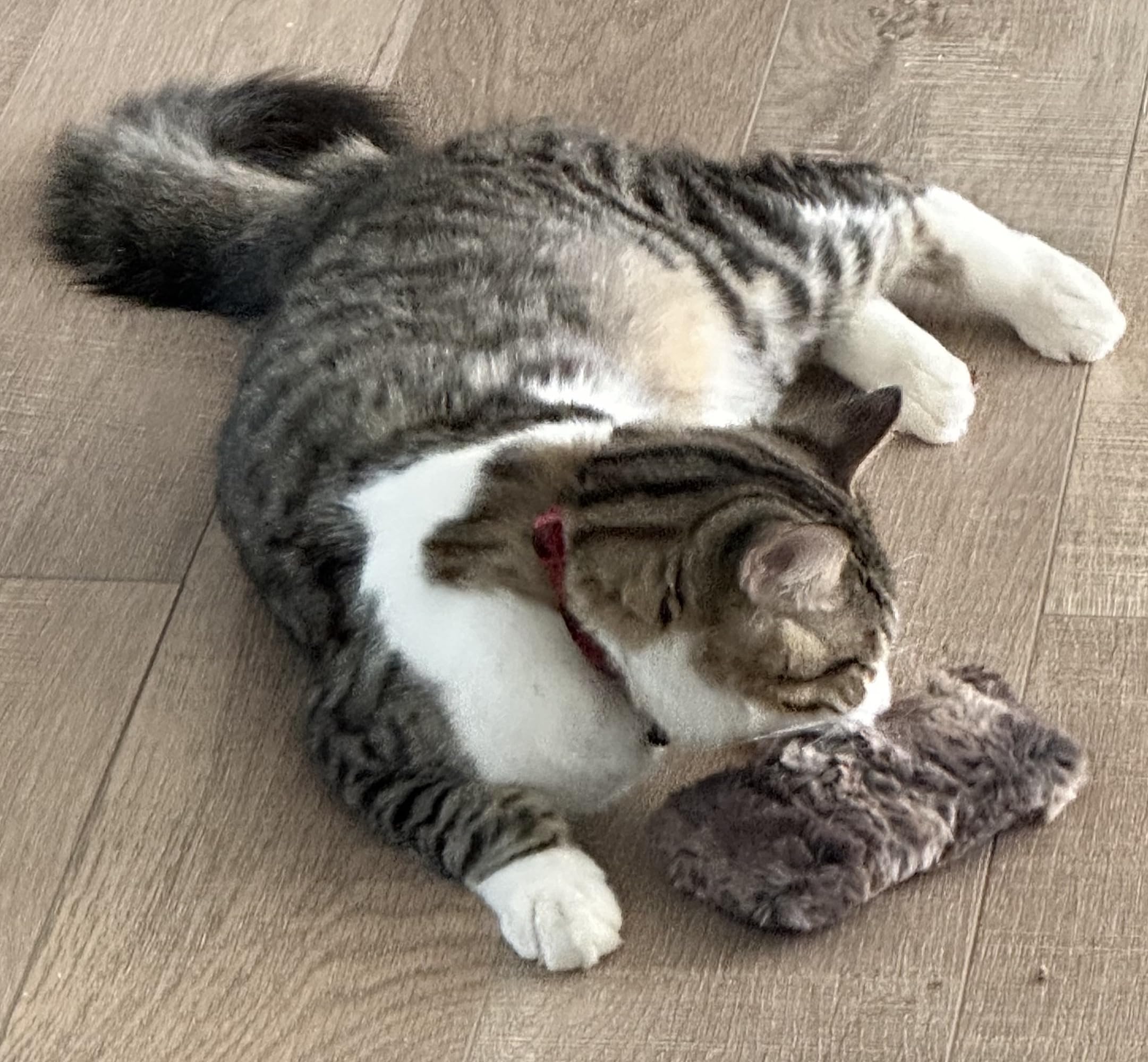 Refillable Catnip Toy for Kittens - Crinkle Furry Interactive Cat Toy for Playtime & Stress Relief - Perfect for Indoor Cats & Playful Kittens