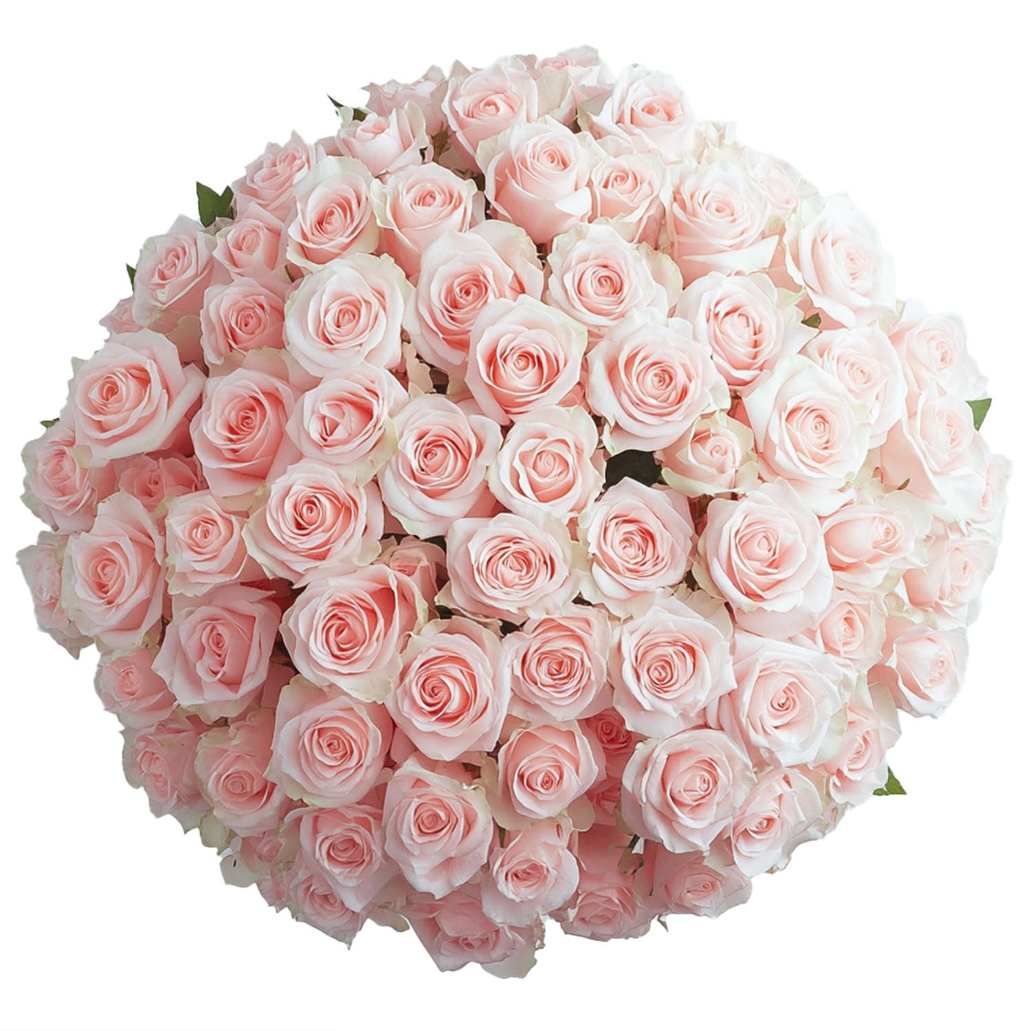 GlobalRose Fresh Cut Pink Roses - 200 Stems (8 Bundles of 25) Premium Fresh Flowers Bouquet for Birthday, Anniversary, Wedding & Home Decor | Long-Lasting Floral Gift with Fast Delivery | Perfect for Centerpieces, Romantic Gifts & Event Decorations